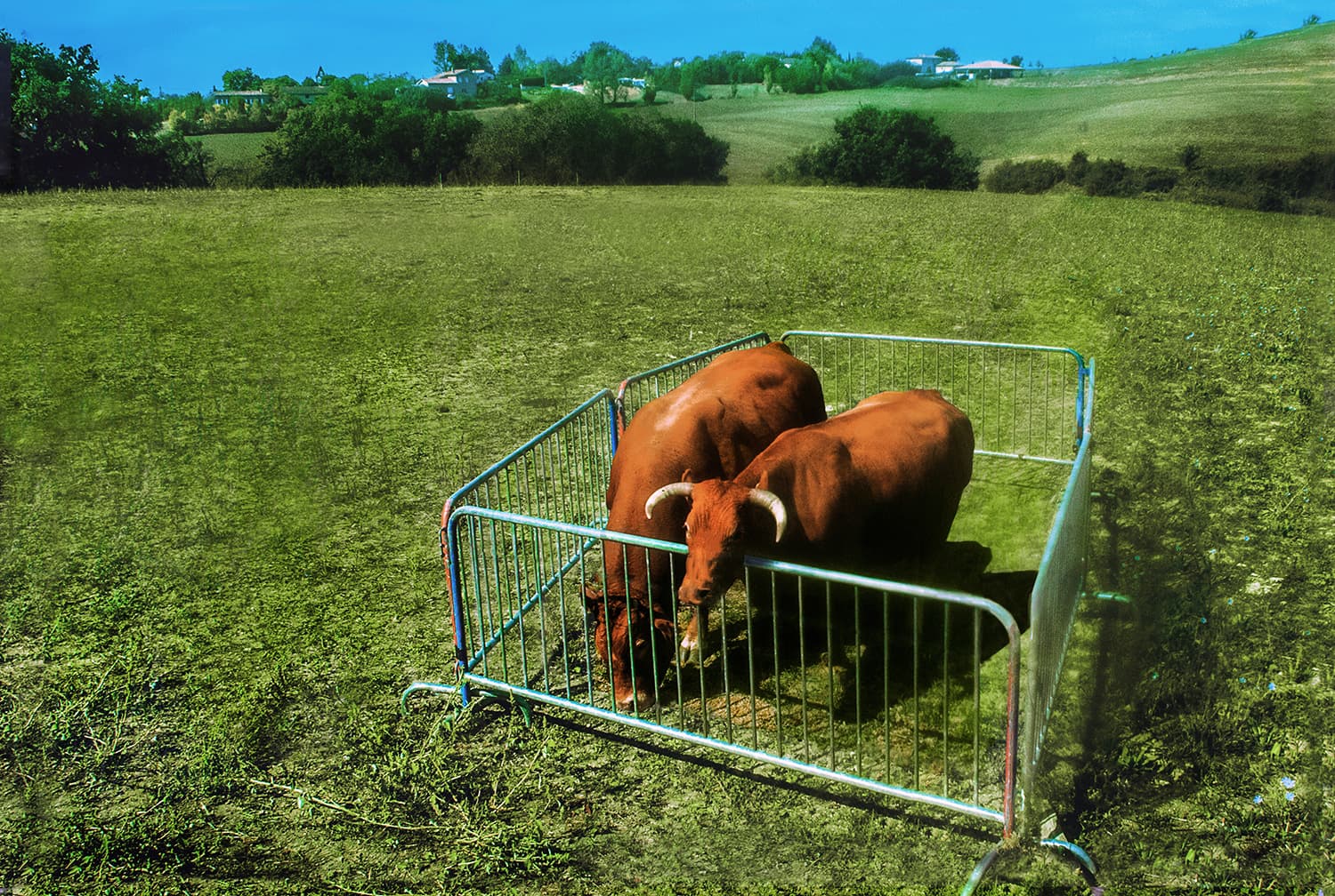 Tinta'mars- AmalgameS © Christian Coumin - La Compagnie Singulière Deux vaches sont enfermées entre 4 barrières vauban.