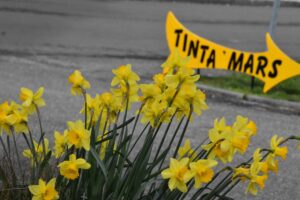 Autre photo de la flèche tinta'mars derrière des fleurs jaunes